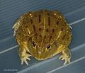 Pyxicephalus adspersus 14